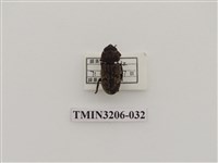 藏品(鏽鍬形蟲)的圖片